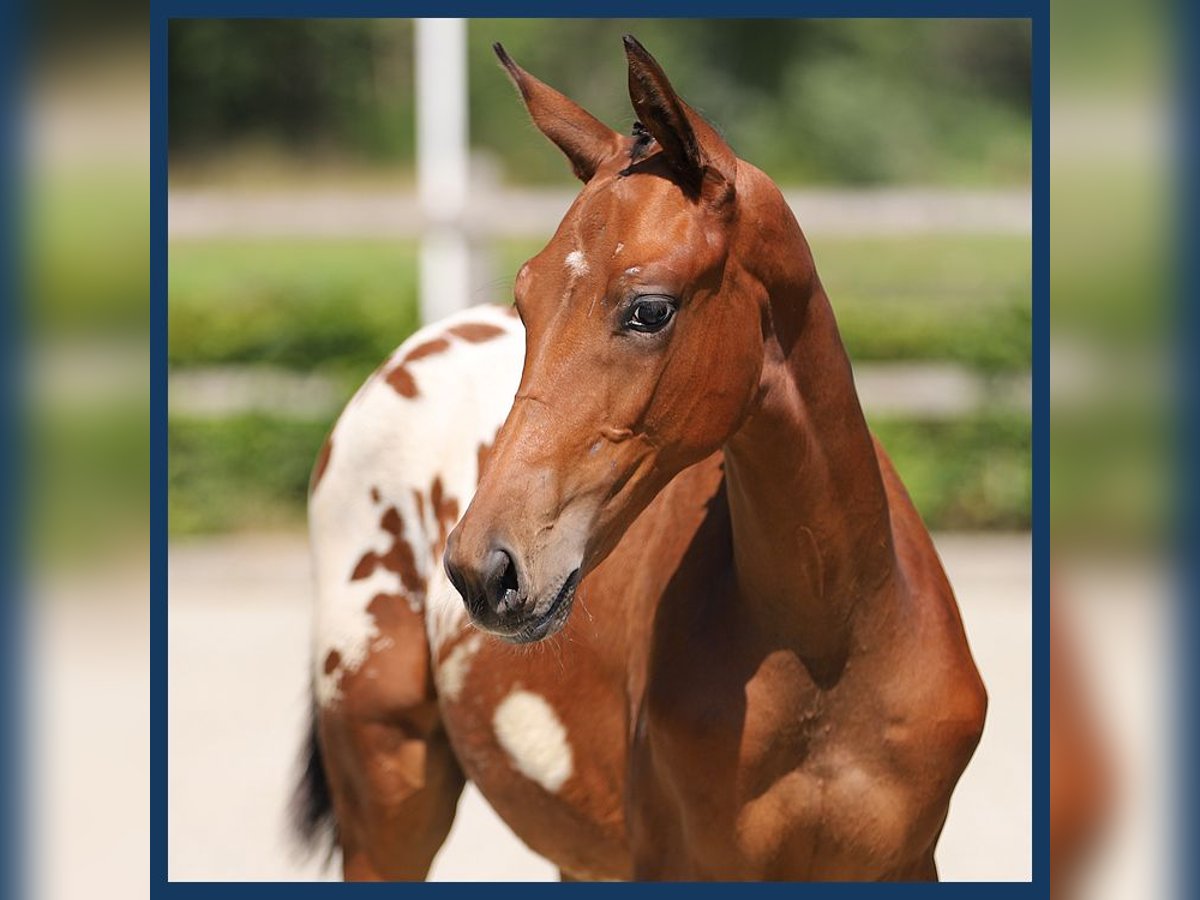 KWPN Stallion Foal (05/2024) Brown in Gieten