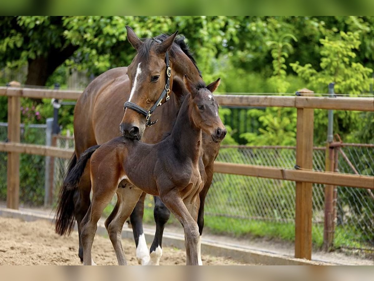 KWPN Stallion  Brown in Klazienaveen