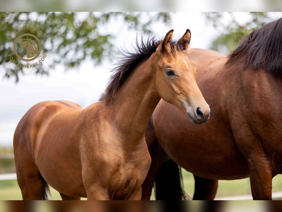 KWPN Stallion Foal (03/2024) Brown in Kortgene