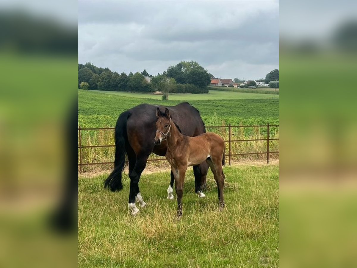 KWPN Stallion Foal (06/2025) Brown in Reningelst