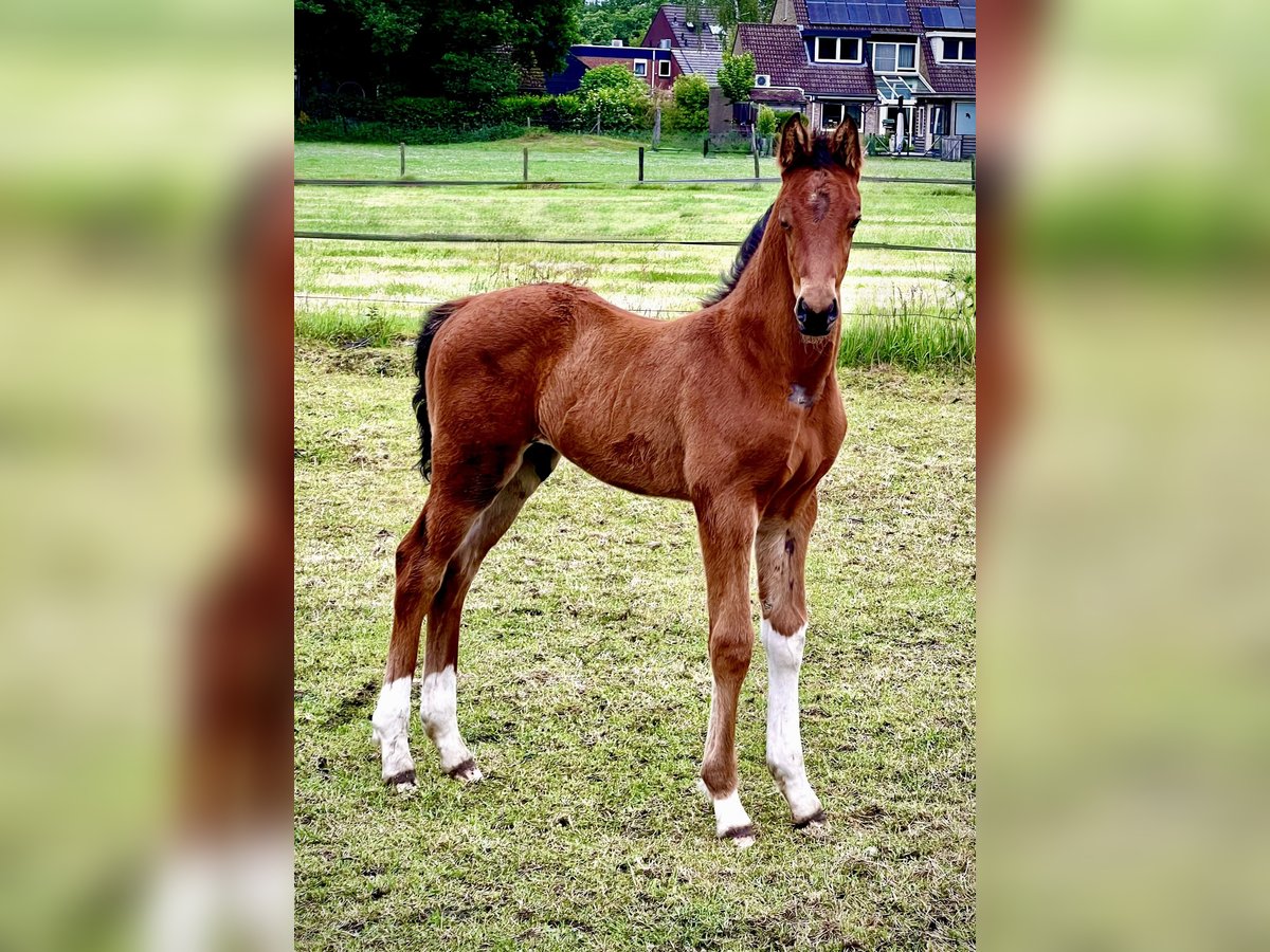 KWPN Stallion  Brown in Rijssen