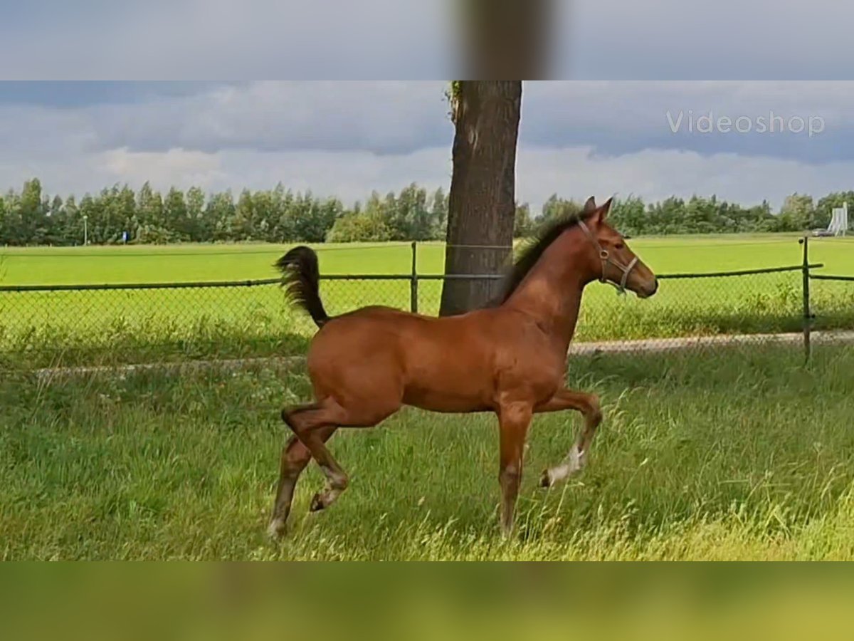 KWPN Stallion Foal (03/2025) Brown in Roswinkel