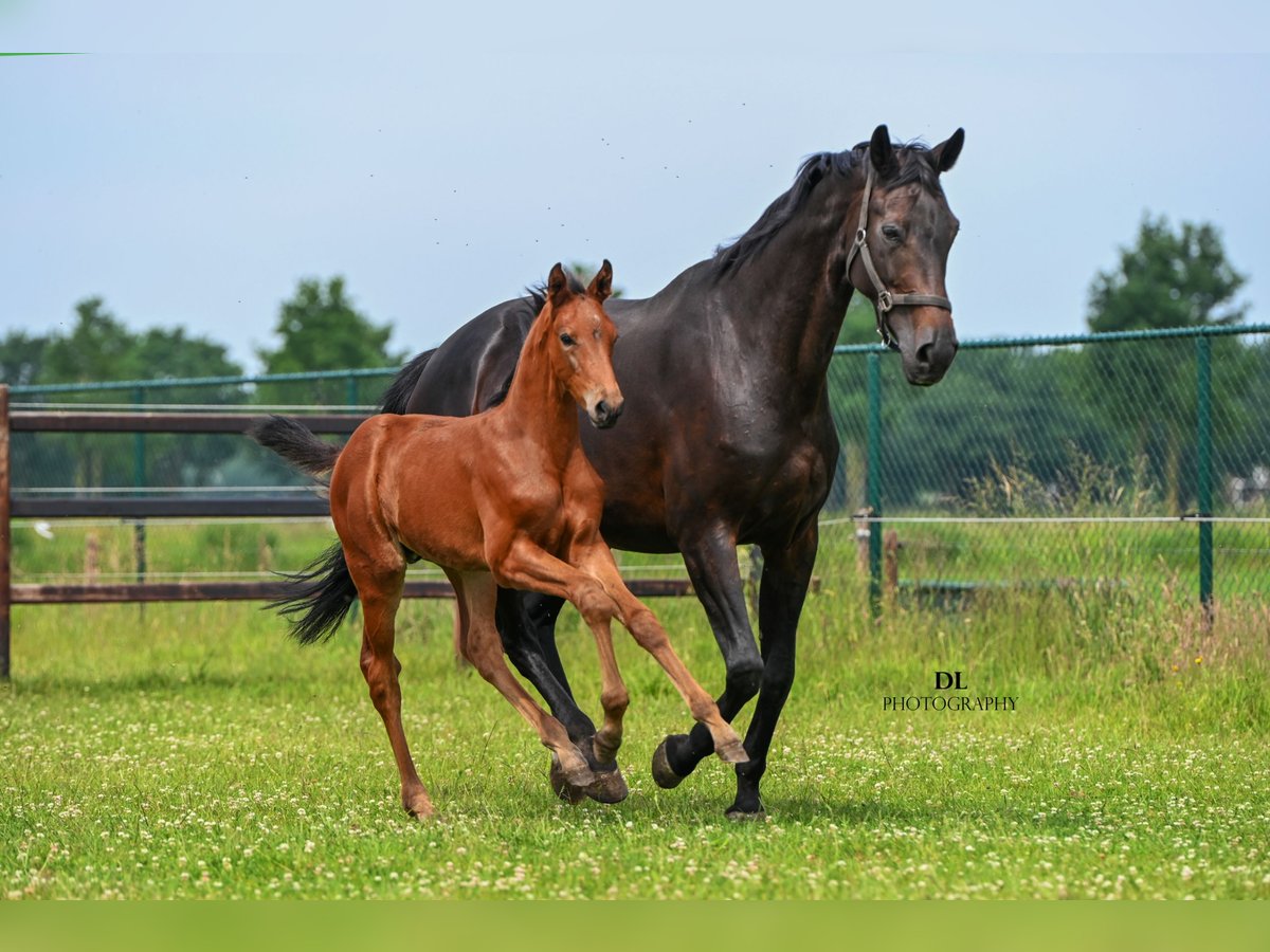 KWPN Stallion Foal (04/2025) Brown in Sevenum