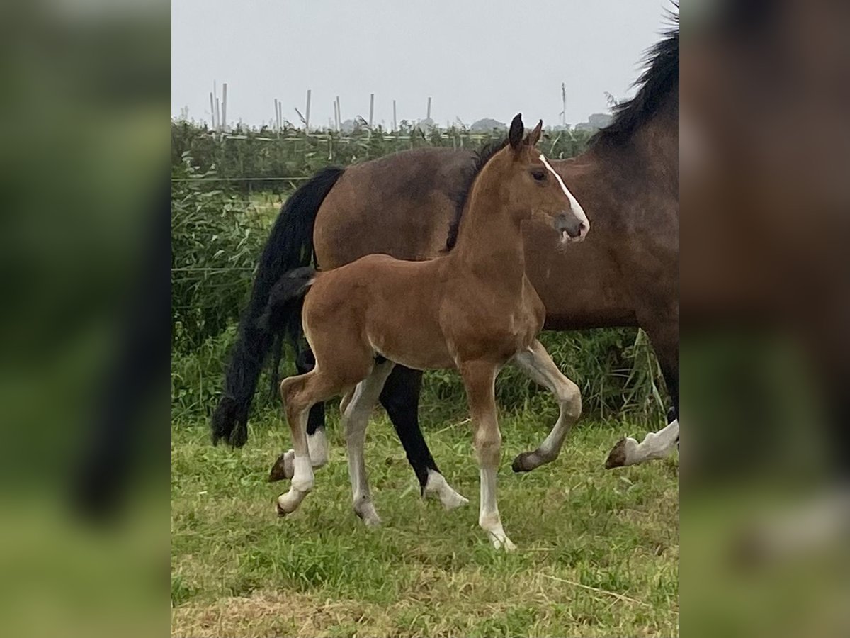 KWPN Stallion Foal (06/2024) Brown-Light in Hellouw