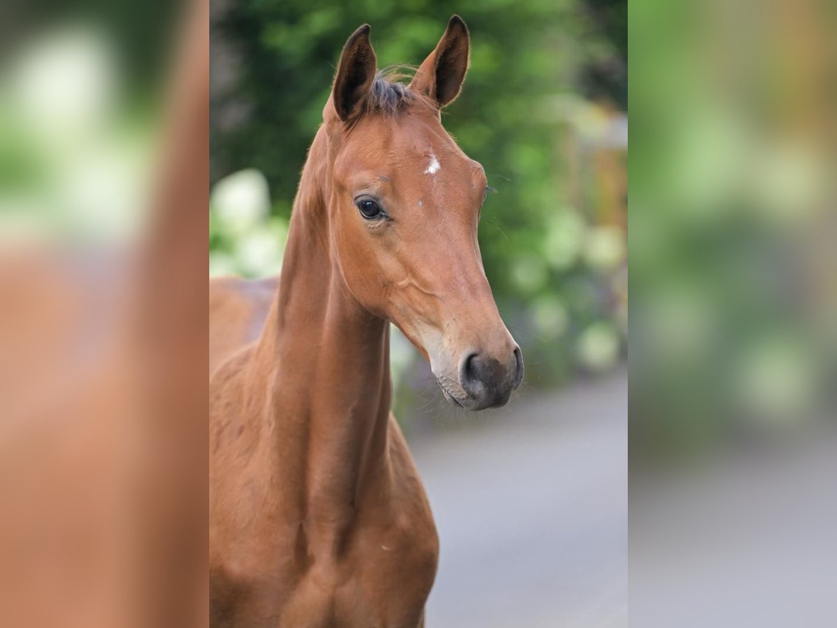 KWPN Stallion Foal (04/2025) Brown in Geesteren