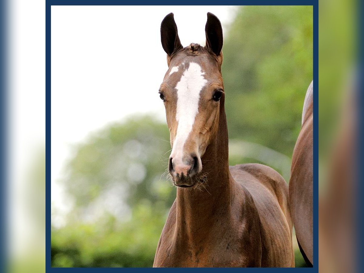 KWPN Stallion Foal (06/2024) Brown in Gieten