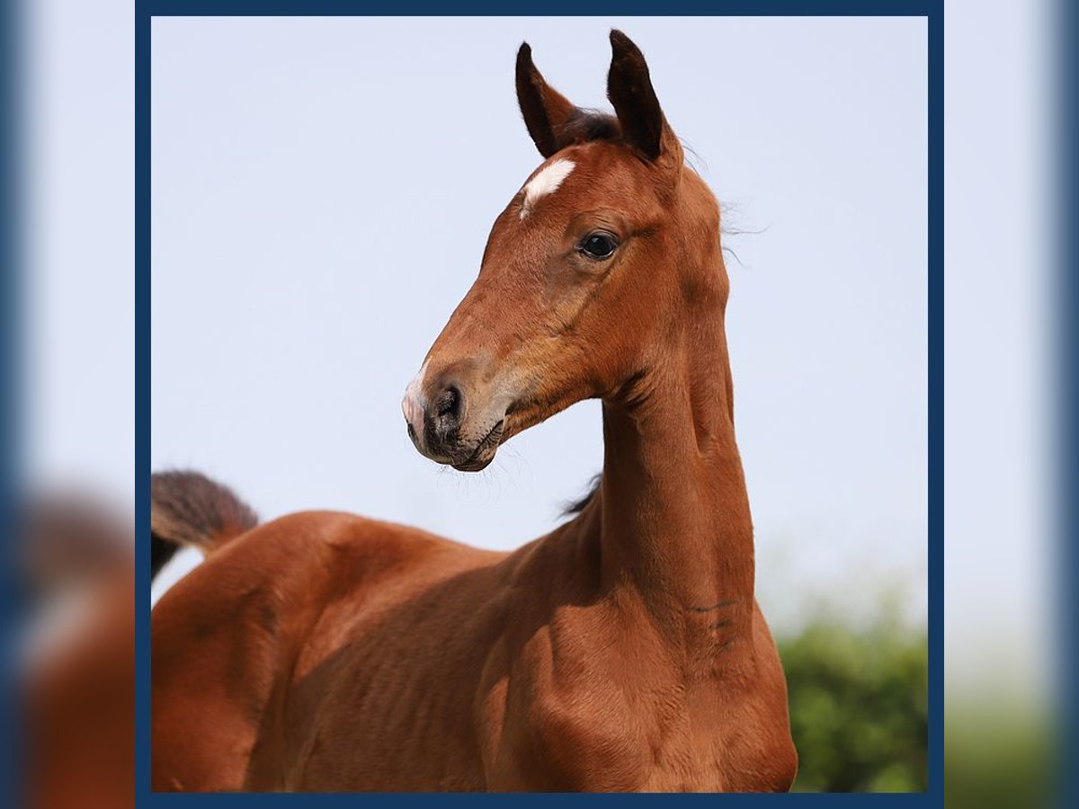 KWPN Stallion Foal (07/2024) Brown in Gieten