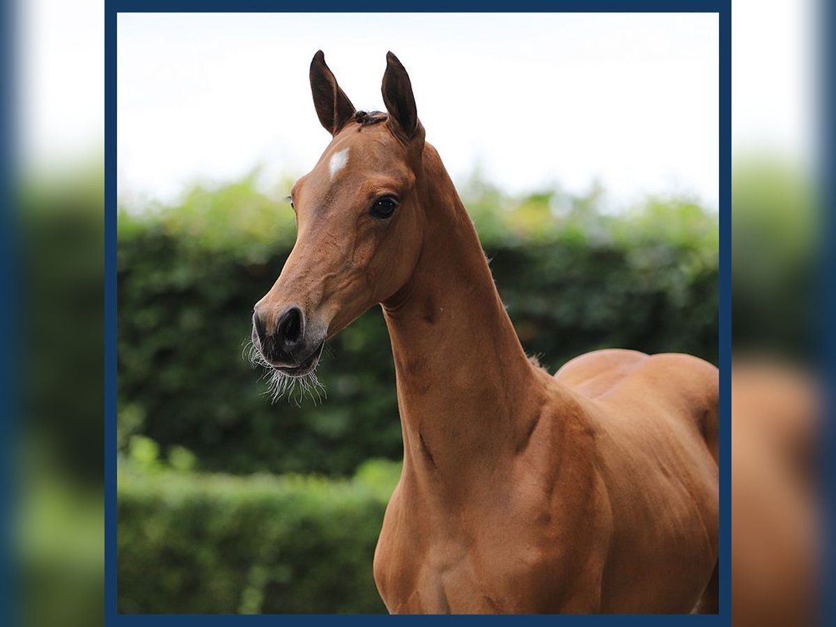 KWPN Stallion Foal (05/2024) Brown in Gieten