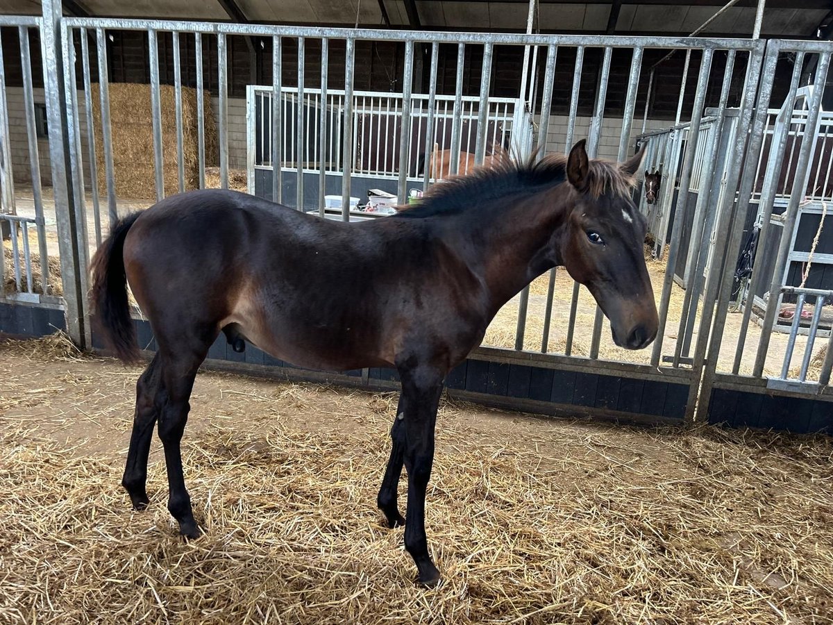 KWPN Stallion Foal (04/2025) Brown in GROTE-BROGEL