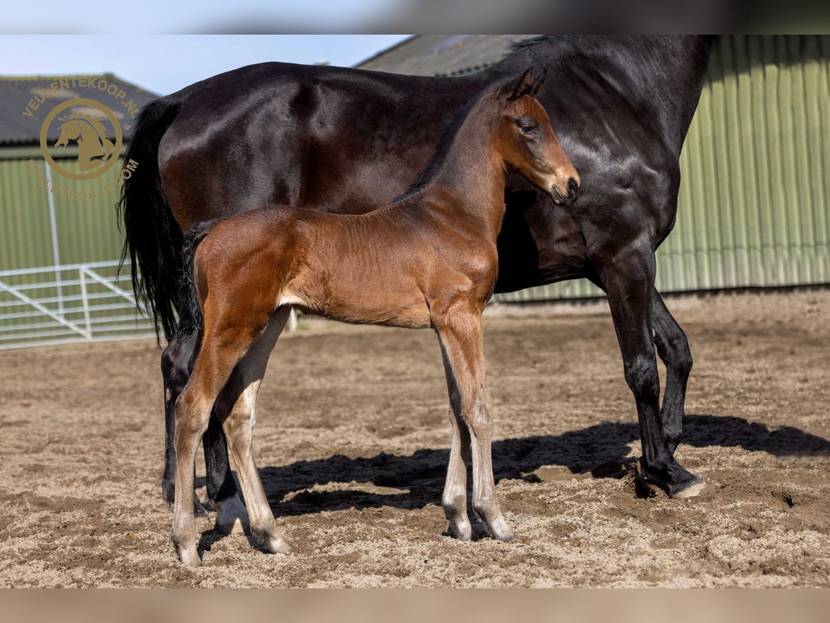 KWPN Stallion Foal (03/2024) Brown in Lith