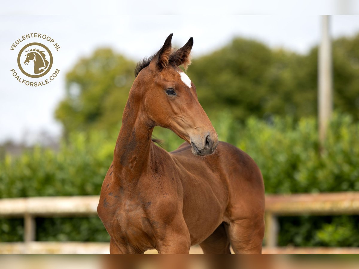 KWPN Stallion Foal (05/2024) Brown in Nuenen