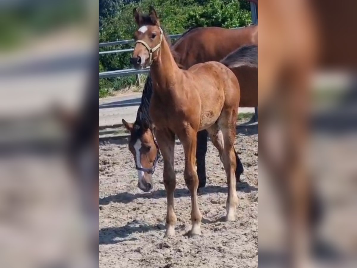KWPN Stallion Foal (04/2025) Brown in Voorhout