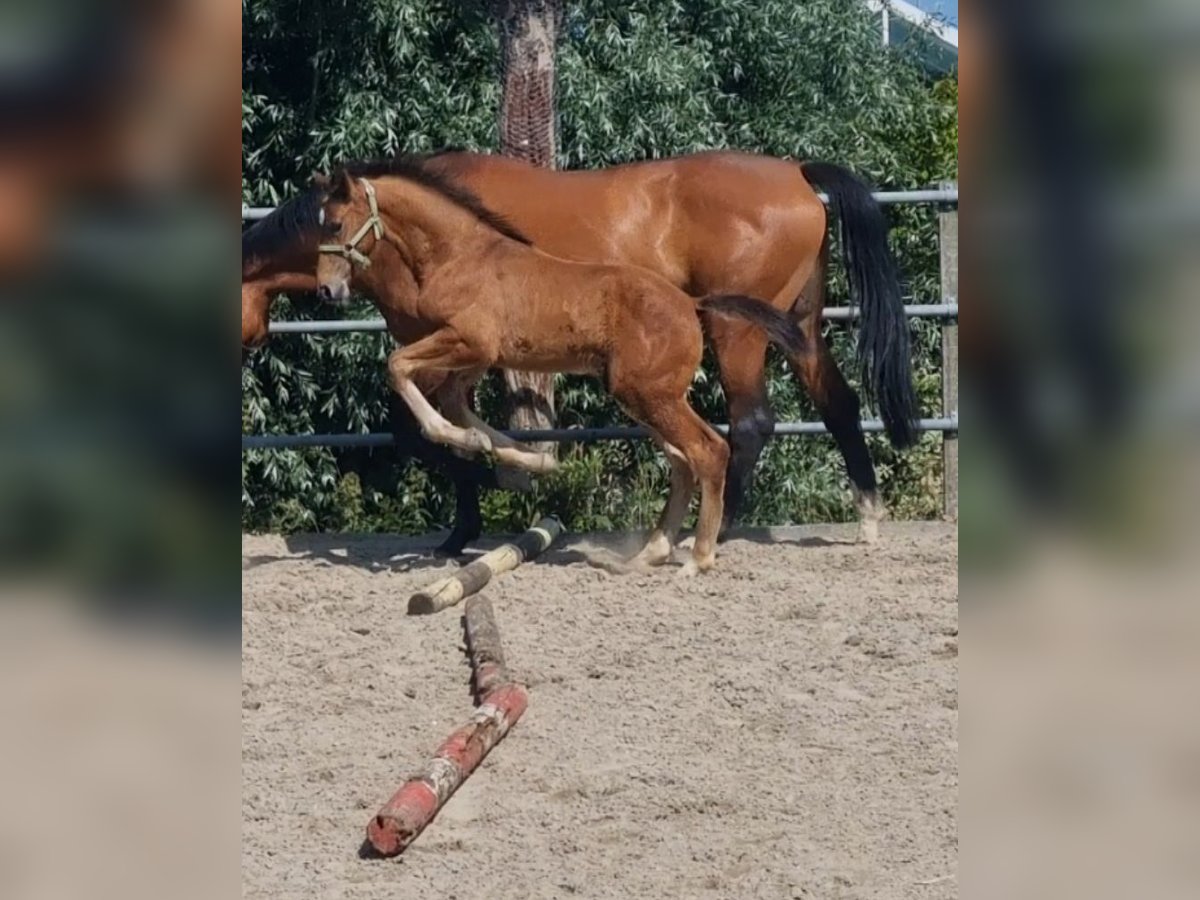 KWPN Stallion Foal (04/2025) Brown in Voorhout
