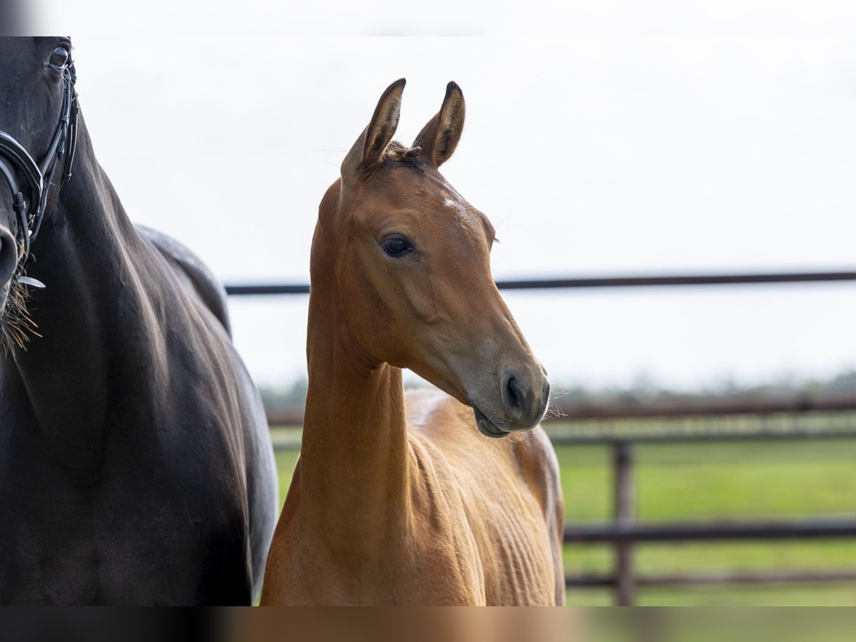KWPN Stallion Foal (04/2025) Brown in Waddinxveen KWPN Stallion Foal (04/2025) Brown in Waddinxveen