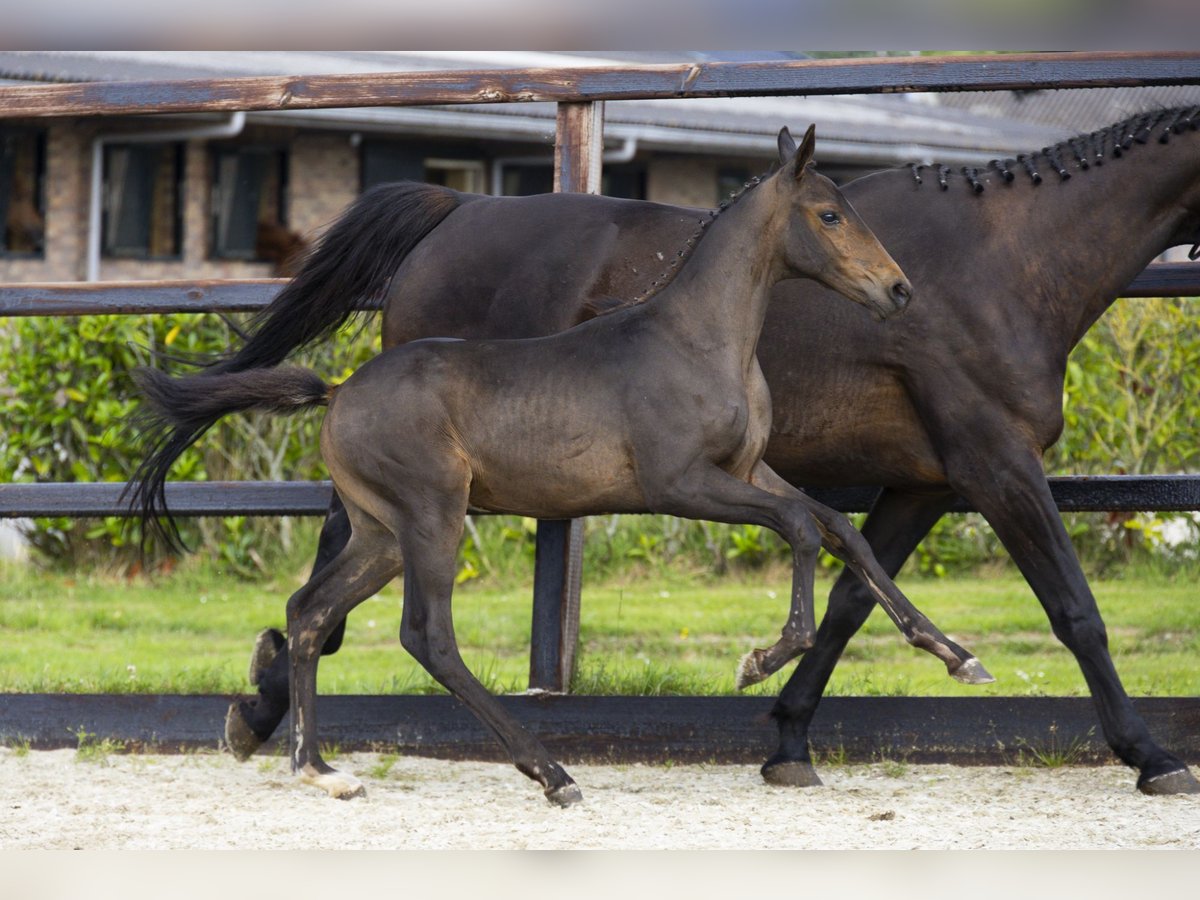 KWPN Stallion Foal (04/2025) Brown in Waddinxveen