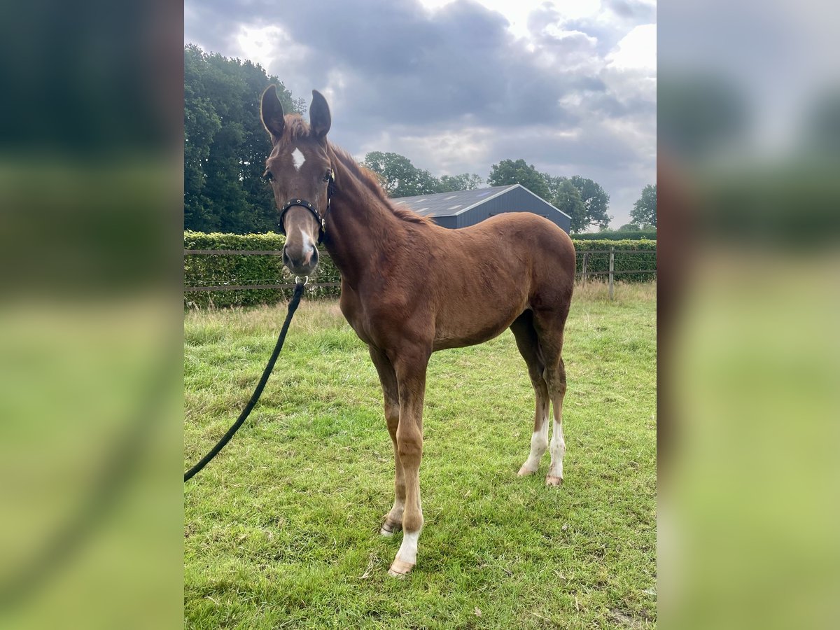 KWPN Stallion Foal (04/2025) Chestnut in Beilen