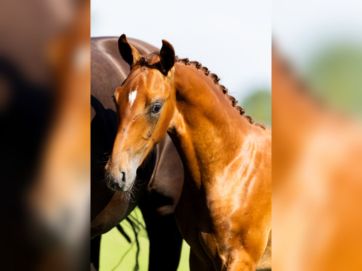 KWPN Stallion Foal (04/2024) Chestnut in Den Hout