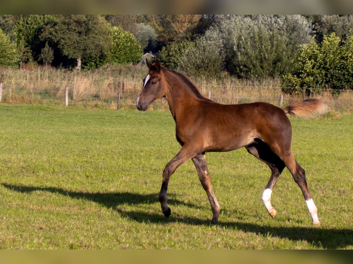 KWPN Stallion Foal (05/2025) Chestnut in Scharmer
