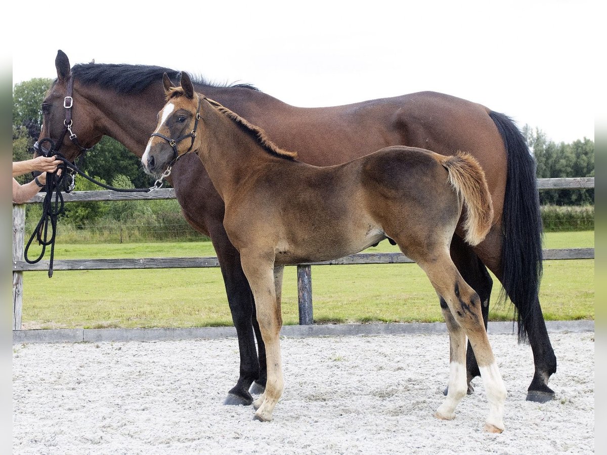 KWPN Stallion Foal (05/2025) Chestnut in Scharmer