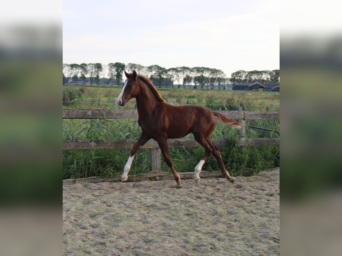 KWPN Stallion Foal (04/2025) Chestnut in Gellicum