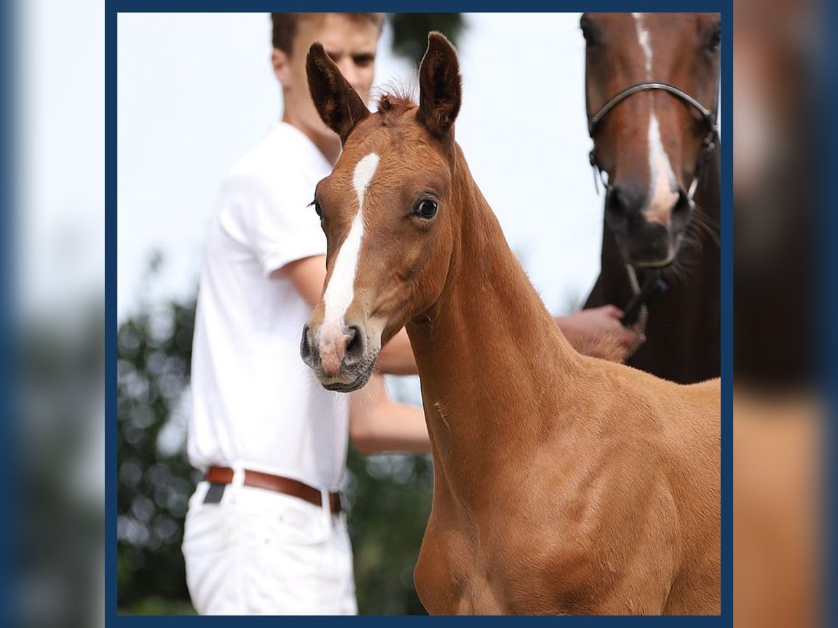 KWPN Stallion Foal (06/2024) Chestnut in Gieten