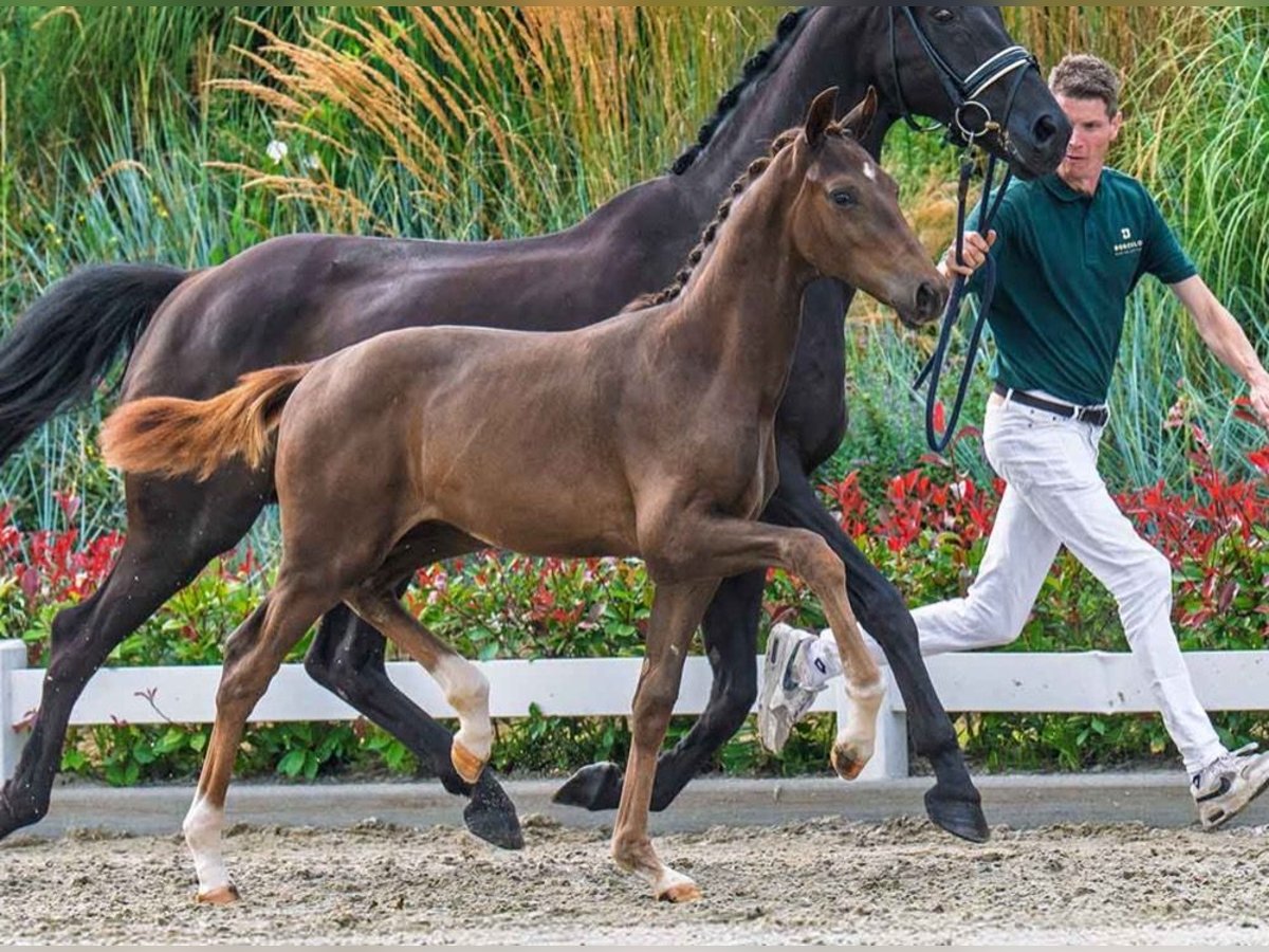 KWPN Stallion Foal (04/2025) Chestnut in Scherpenzeel