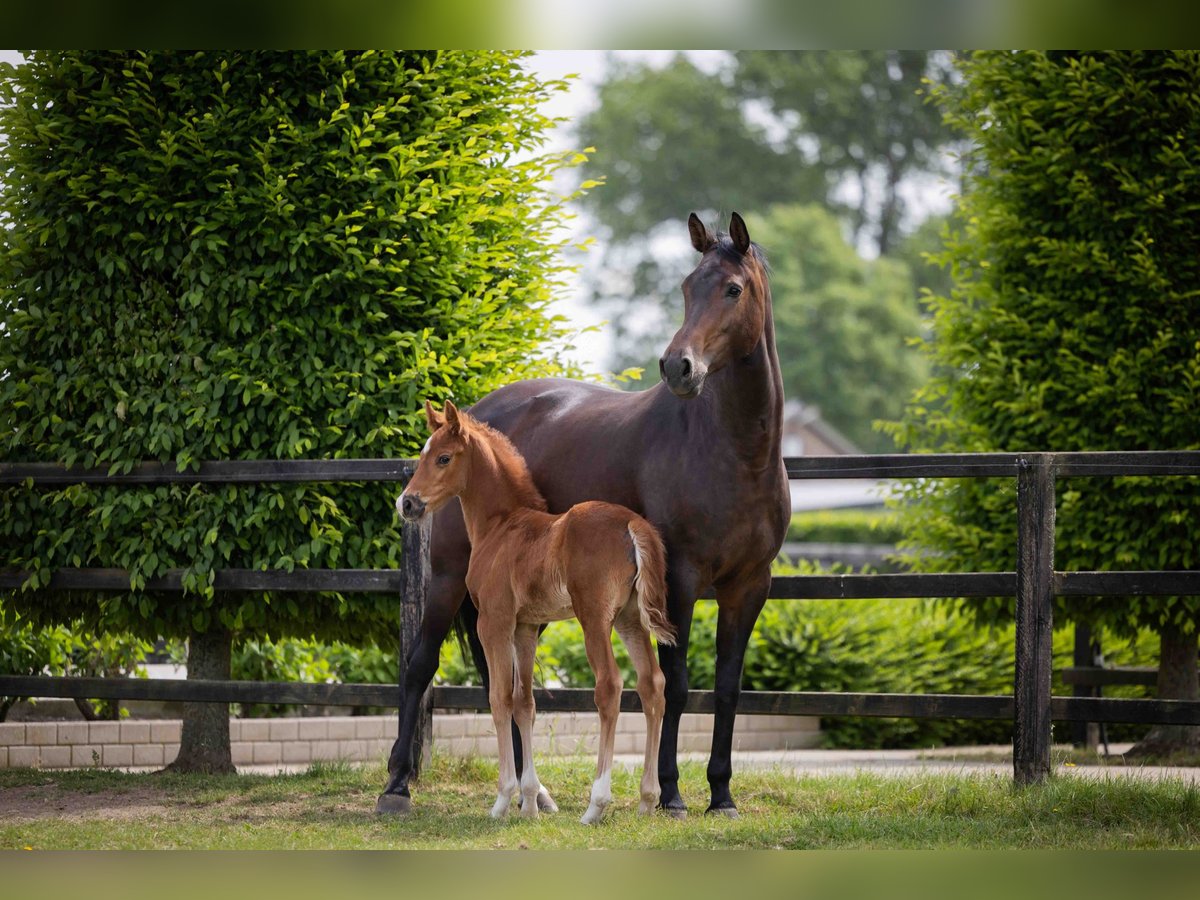 KWPN Stallion  Chestnut in Tiel