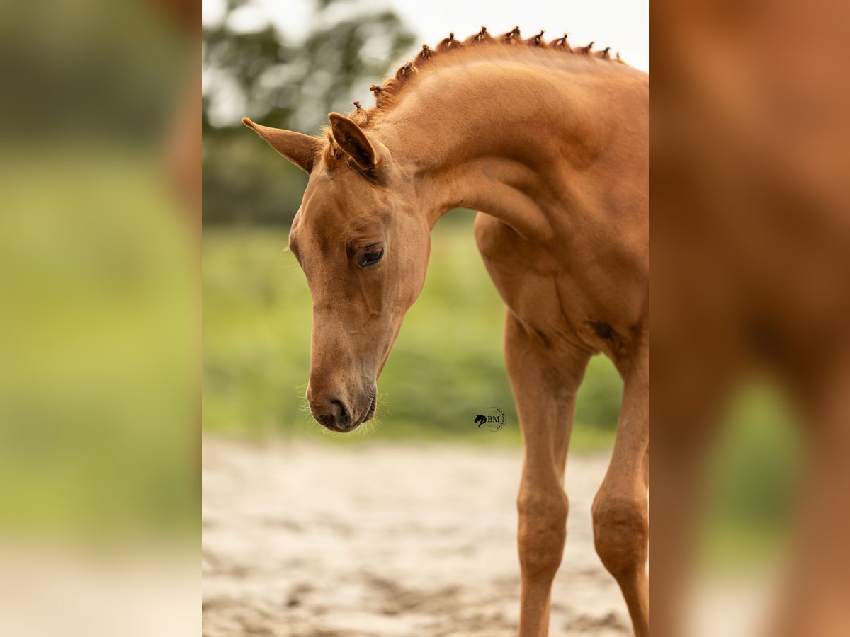KWPN Stallion Foal (05/2025) Chestnut-Red in Blije