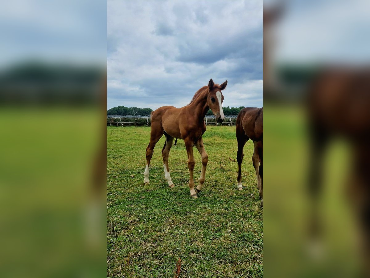 KWPN Stallion Foal (05/2025) Chestnut-Red in Ell