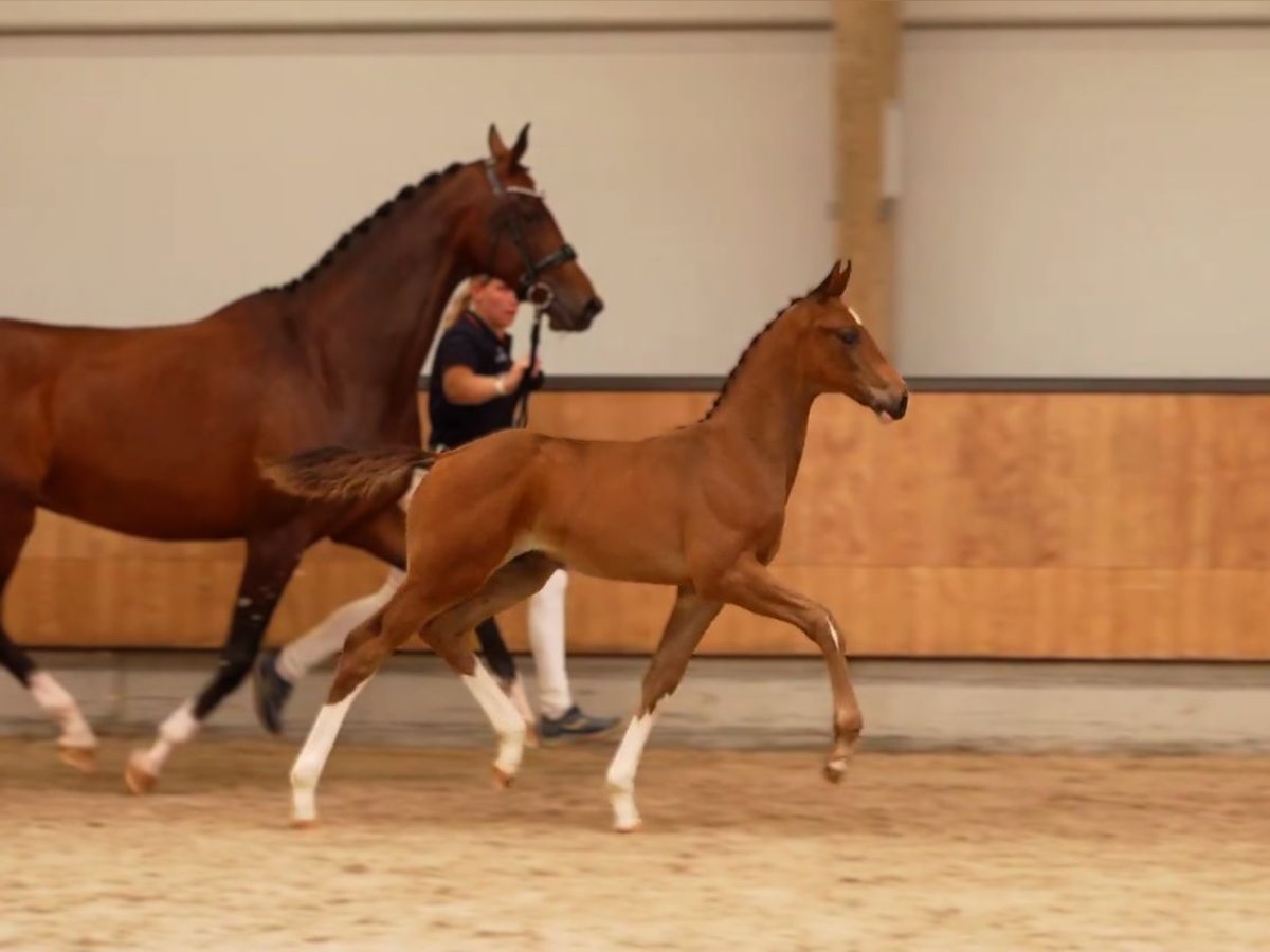 KWPN Stallion Foal (01/2025) Chestnut-Red in Arnhem