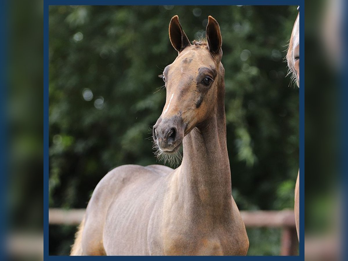 KWPN Stallion Foal (06/2024) Chestnut-Red in Gieten