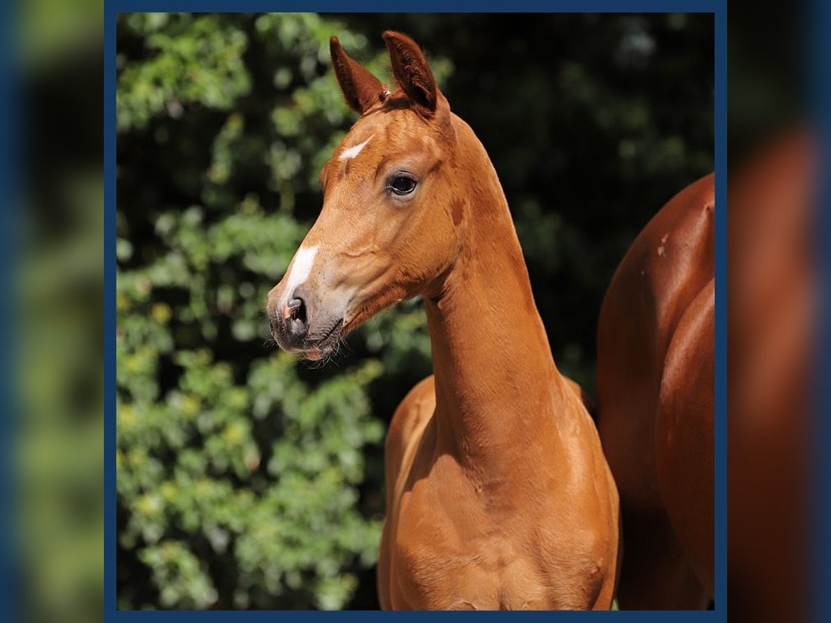 KWPN Stallion Foal (06/2024) Chestnut-Red in Gieten