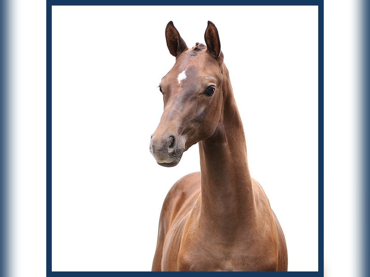 KWPN Stallion Foal (05/2024) Chestnut-Red in Gieten