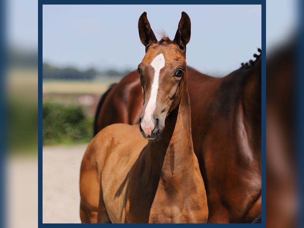 KWPN Stallion Foal (05/2024) Chestnut-Red in Gieten