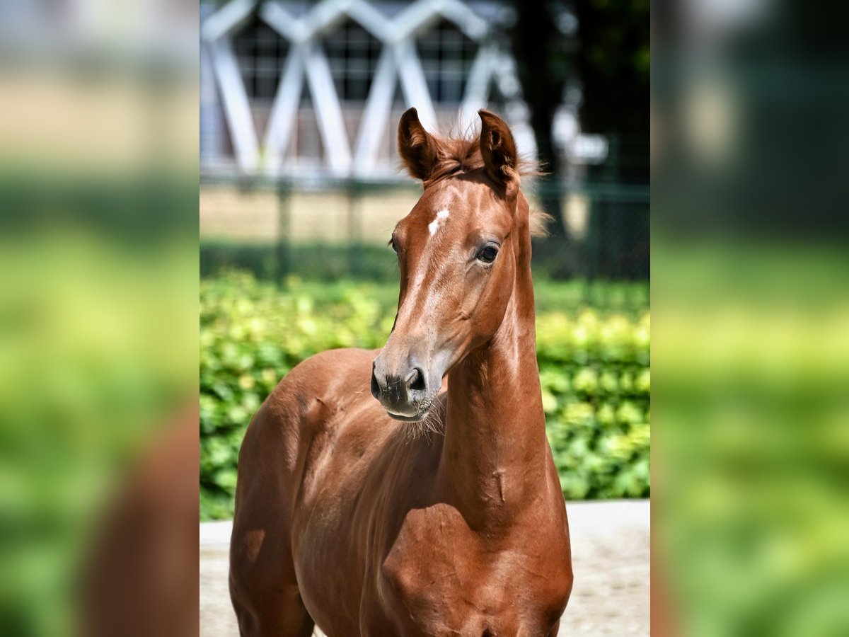 KWPN Stallion Foal (04/2024) Chestnut-Red in Gilze