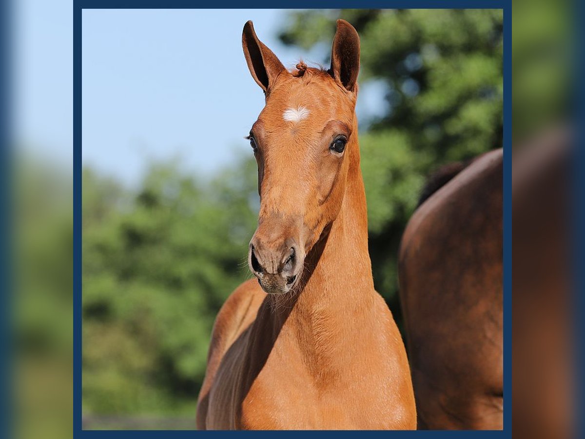 KWPN Stallion Foal (04/2024) Chestnut-Red in Gieten