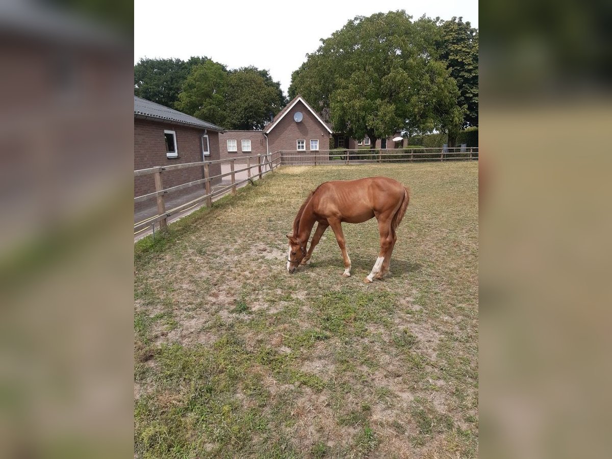 KWPN Stallion Foal (03/2025) Chestnut in Meijel