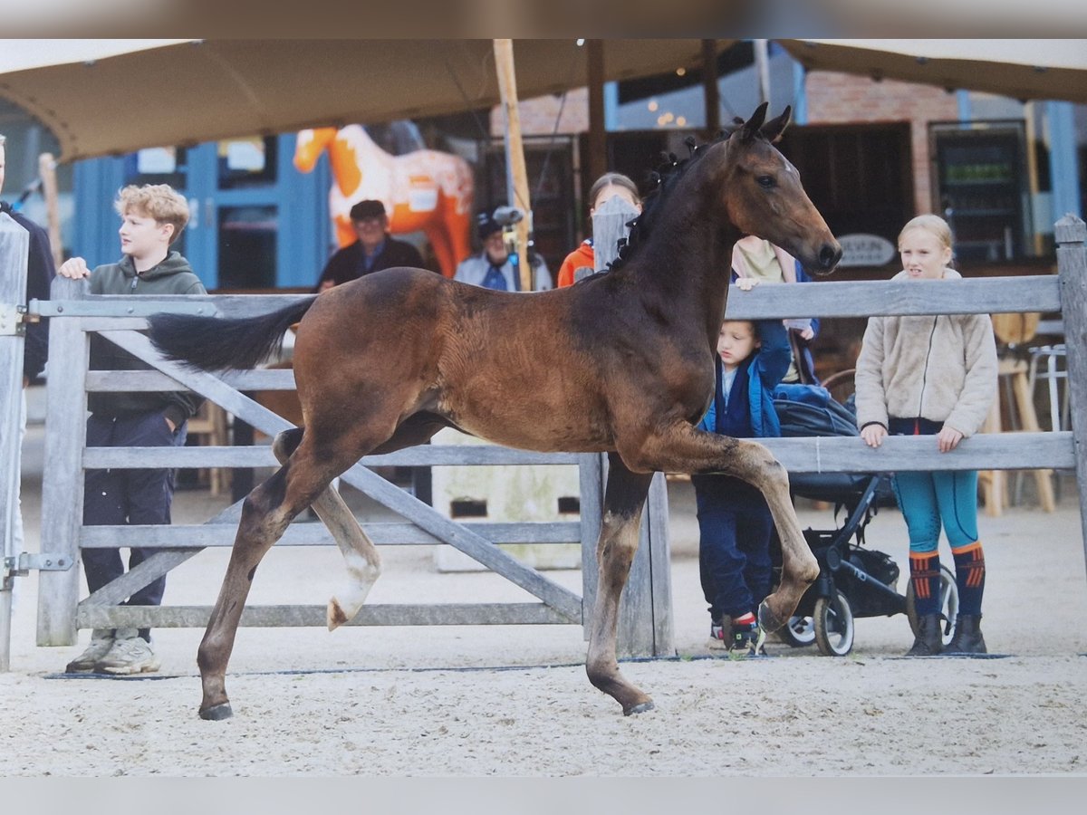 KWPN Stallion Foal (05/2025) in Bornem