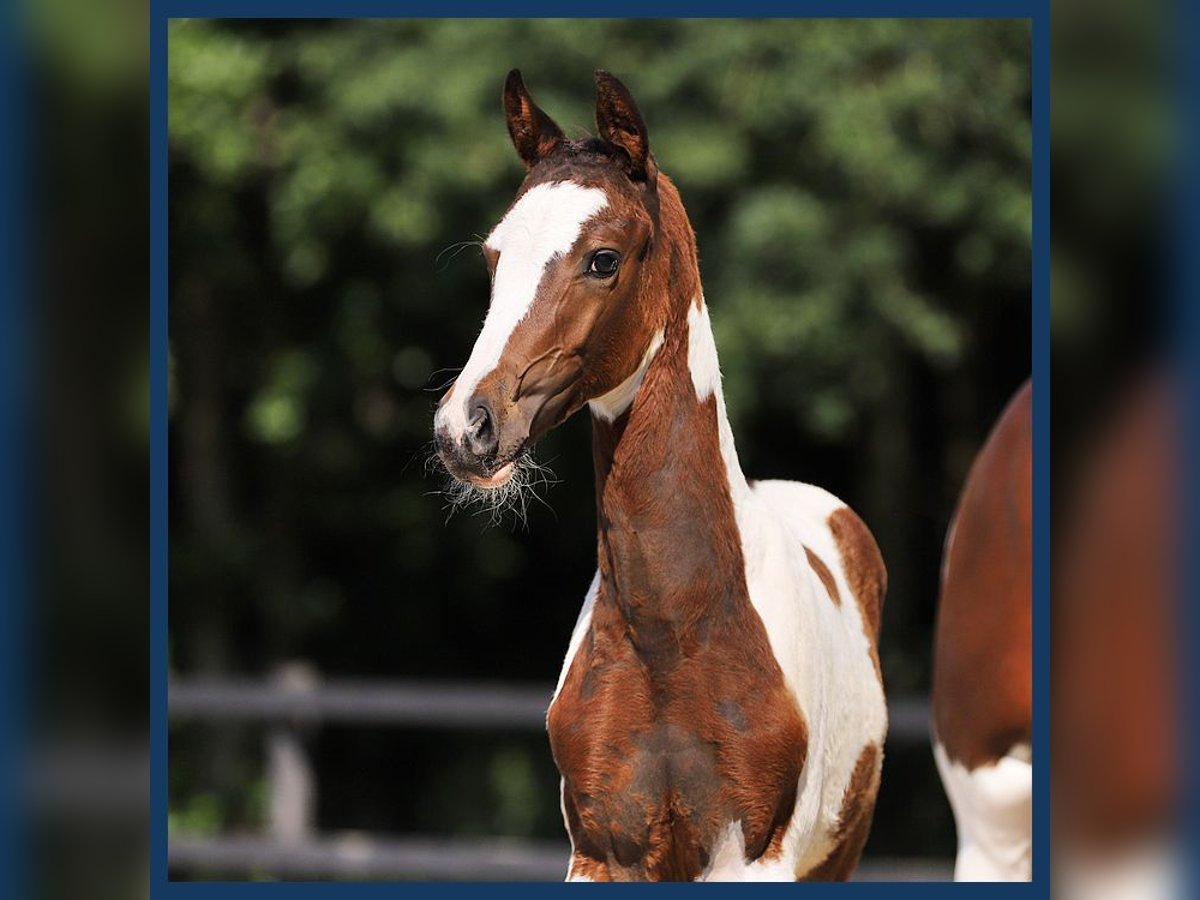 KWPN Stallion Foal (04/2024) in Gieten