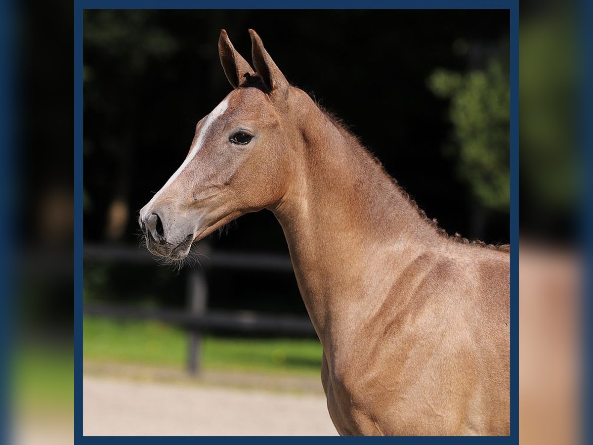 KWPN Stallion Foal (01/2024) Gray in Gieten