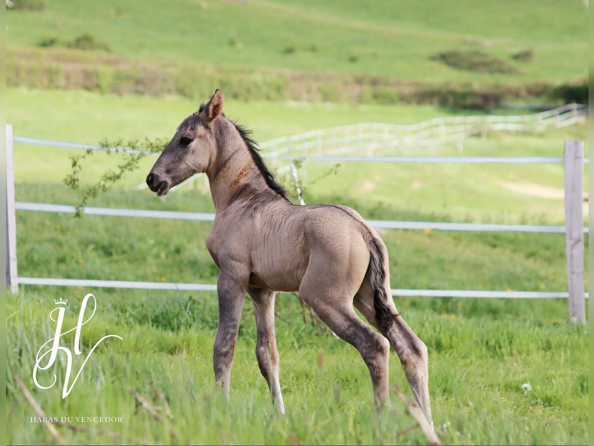 KWPN Stallion Foal (01/2024) Grullo in Marly-sous-Issy