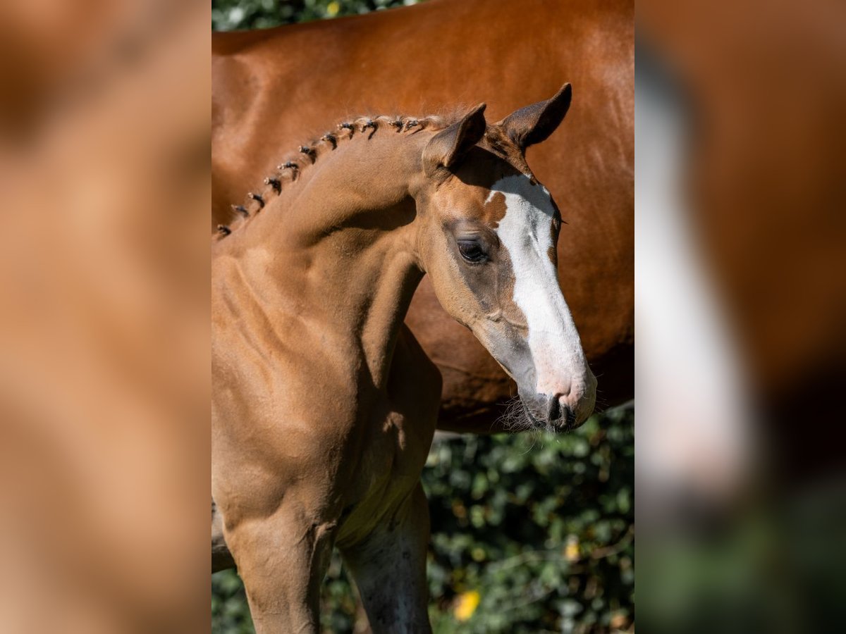 KWPN Stallion  in Heerde