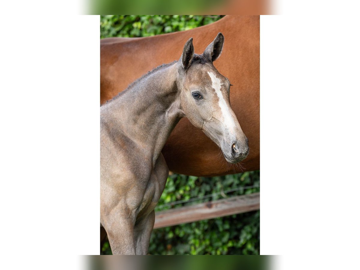 KWPN Stallion Foal (05/2025) in Heerde