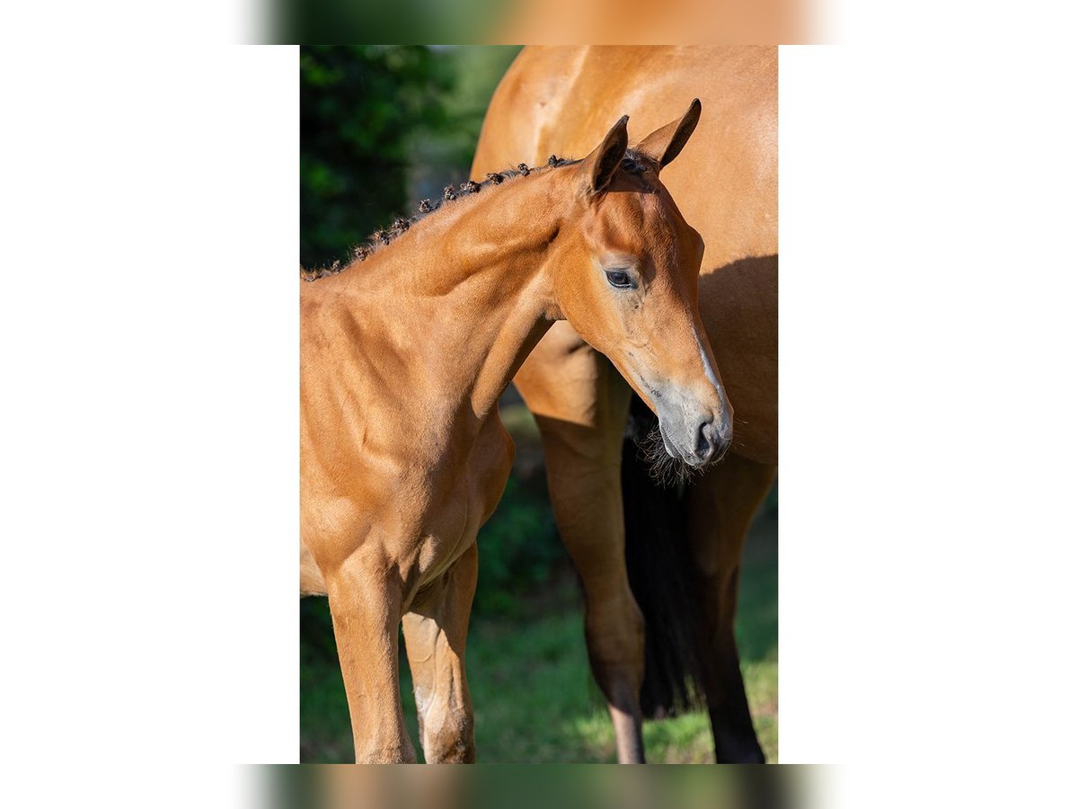 KWPN Stallion Foal (06/2025) in Heerde