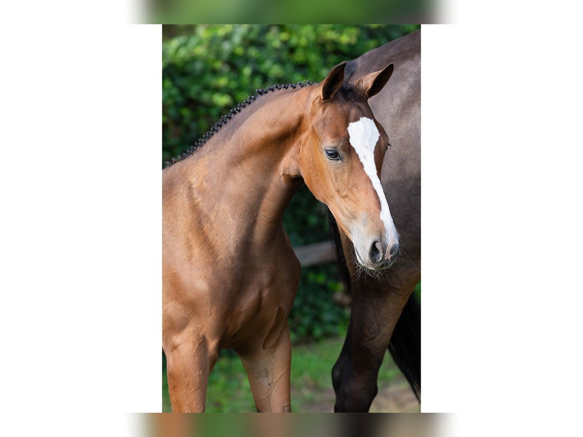 KWPN Stallion Foal (05/2025) in Heerde