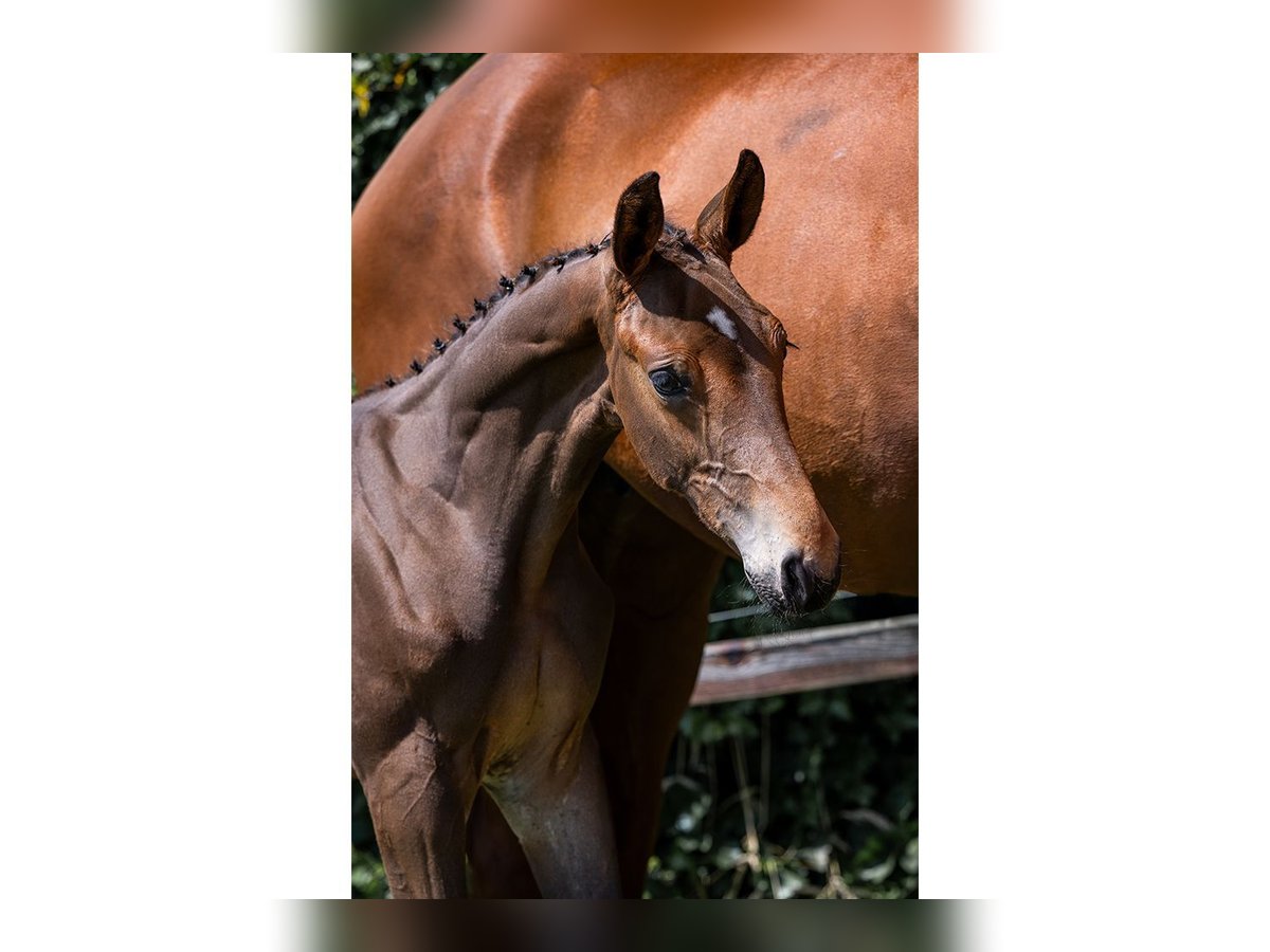 KWPN Stallion  in Heerde