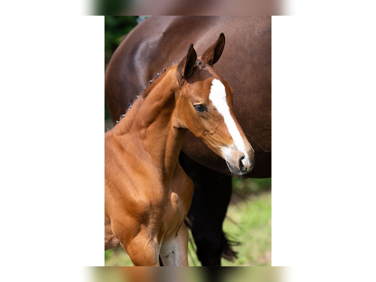 KWPN Stallion Foal (06/2025) in Heerde