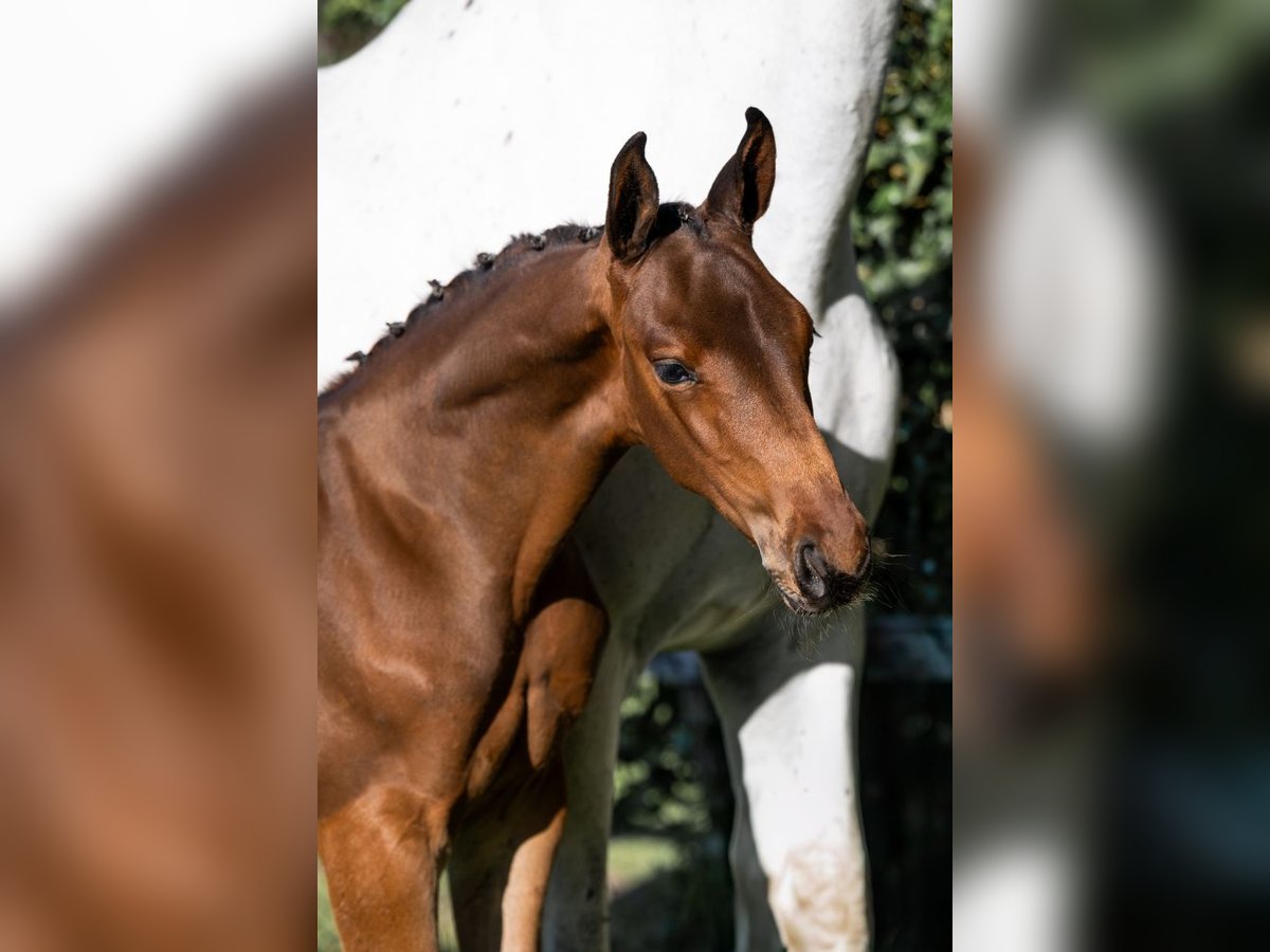 KWPN Stallion  in Heerde