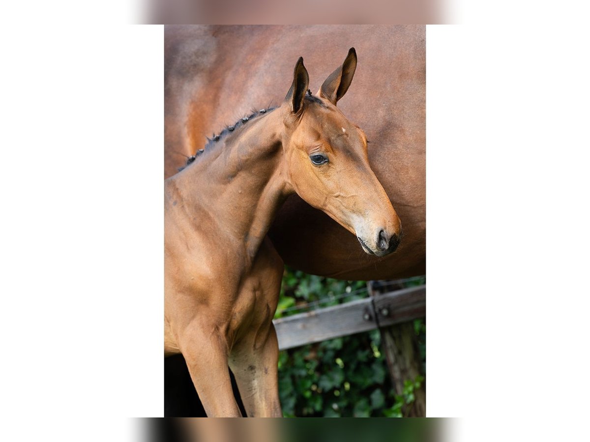 KWPN Stallion Foal (07/2025) in Heerde