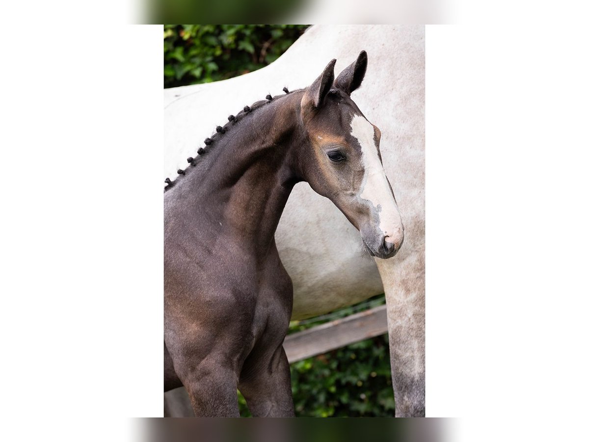 KWPN Stallion Foal (05/2025) in Heerde
